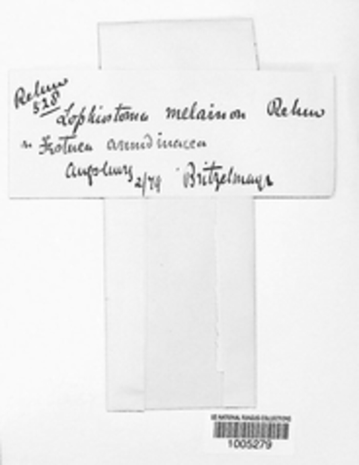 Lophiostoma melainon image